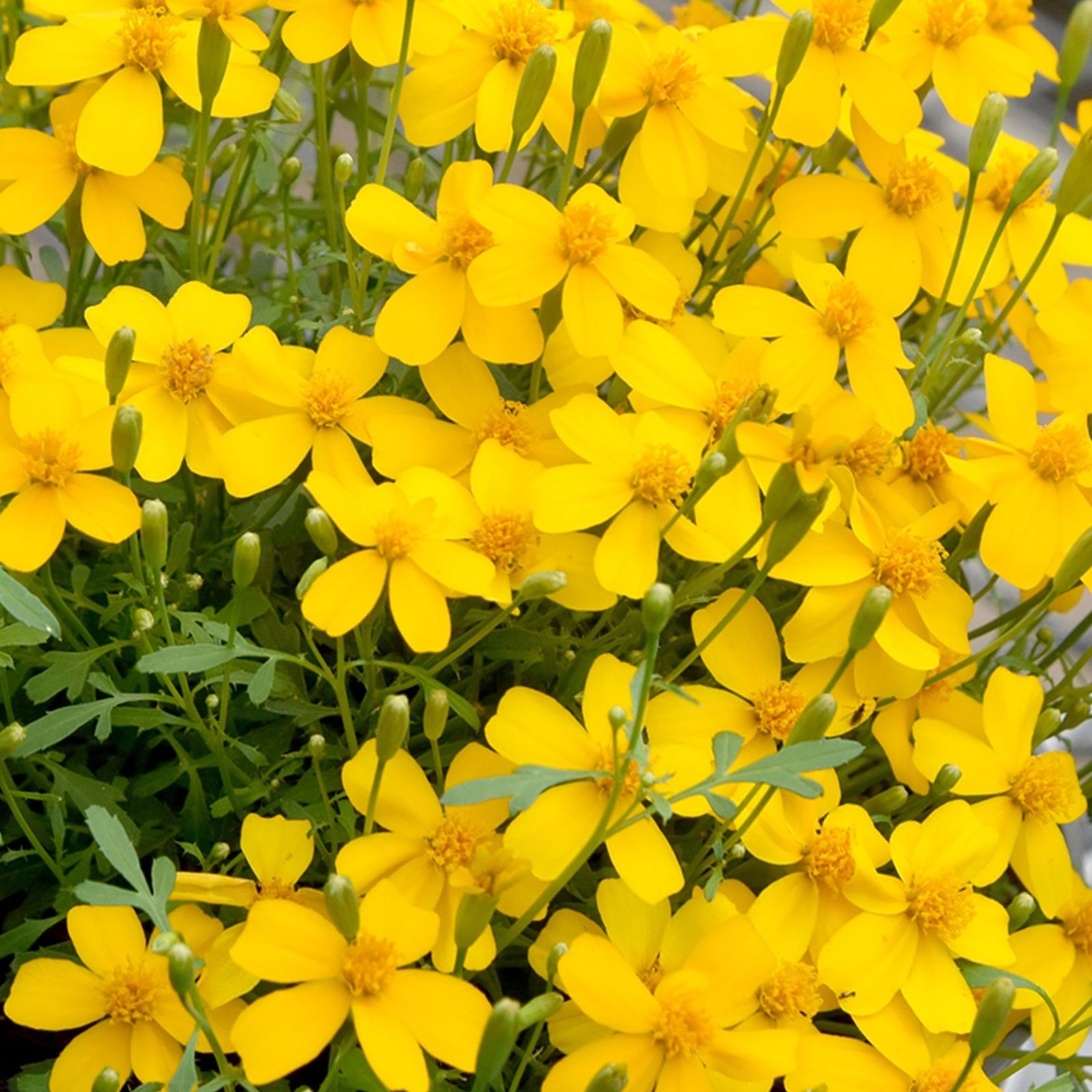 How To Grow Mexican Mint Marigold